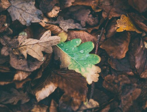 Novetats del Departament d’Ecologia Integral de l’Arxidiòcesi de Barcelona