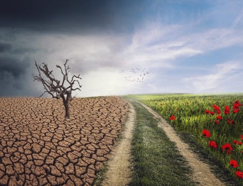 La natura és plena de paraules d’amor